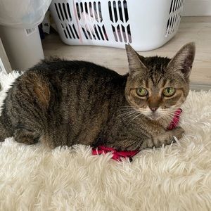 Meet your Posher, Naomi